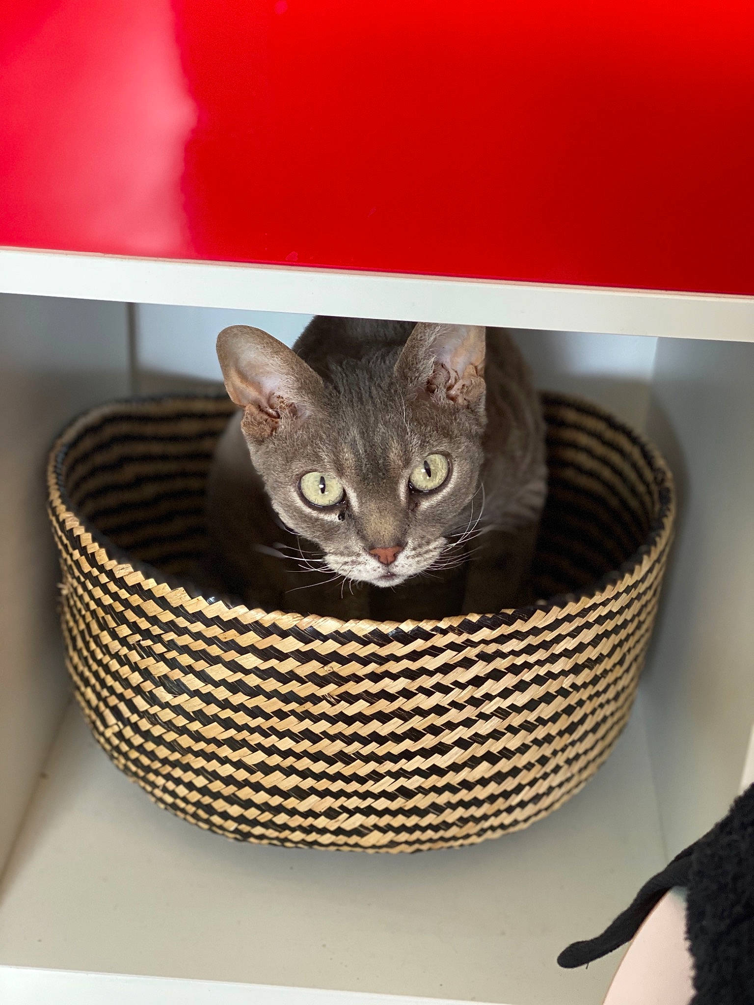 Jaipur a rejoint le concours — aidez-le/la à gagner de superbes lots ! asian, basket, carnivore, cat, cat_bed, cat_supply, chartreux, domestic_short_haired_cat, european_shorthair, felidae, kitten, mammal, russian_blue, small_to_medium_sized_cats, whiskers, wicker