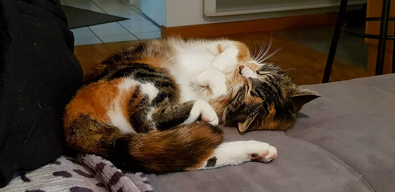 Cara participe au concours pour gagner de l'argent avec cette photo : carnivore, cat, claw, european_shorthair, felidae, fur, nap, paw, sleep, small_to_medium_sized_cats, whiskers