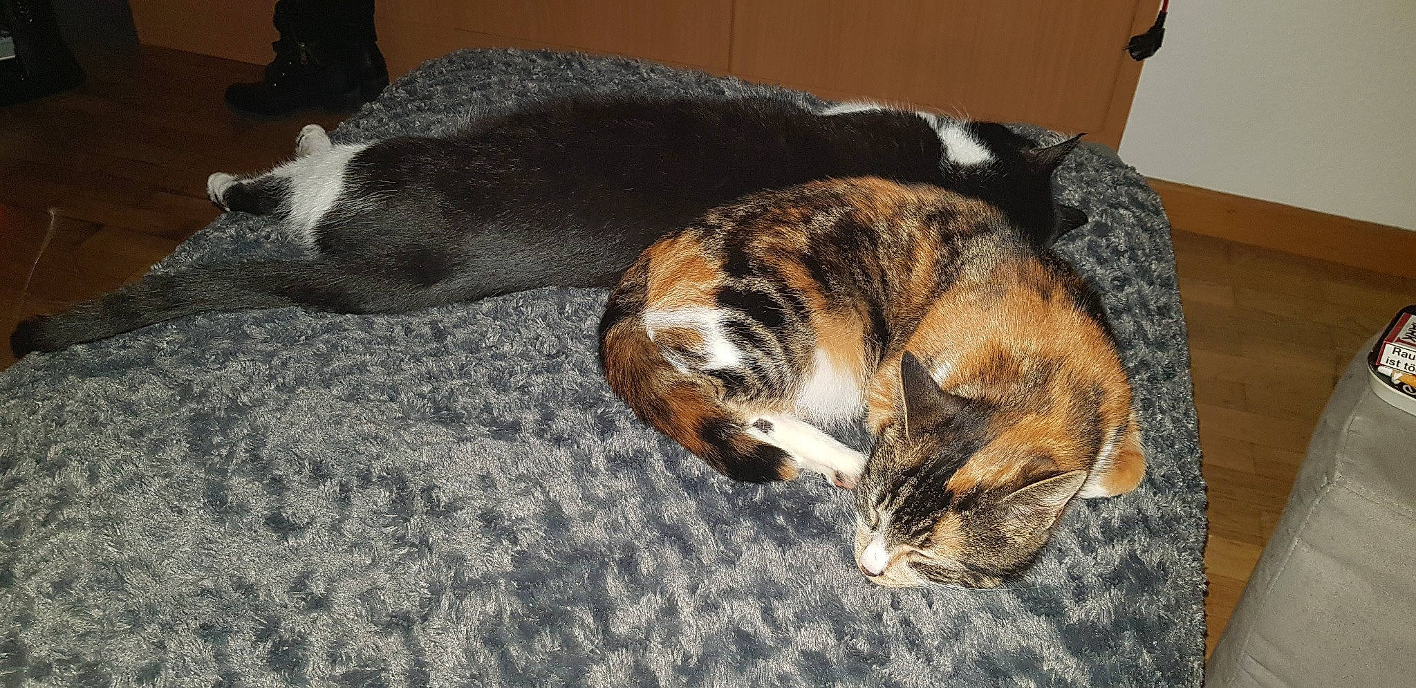 Cara a rejoint le concours — aidez-le/la à gagner de superbes lots ! carnivore, cat, cat_bed, domestic_short_haired_cat, dragon_li, european_shorthair, felidae, fur, mammal, nap, sleep, small_to_medium_sized_cats, tabby_cat, tail, whiskers