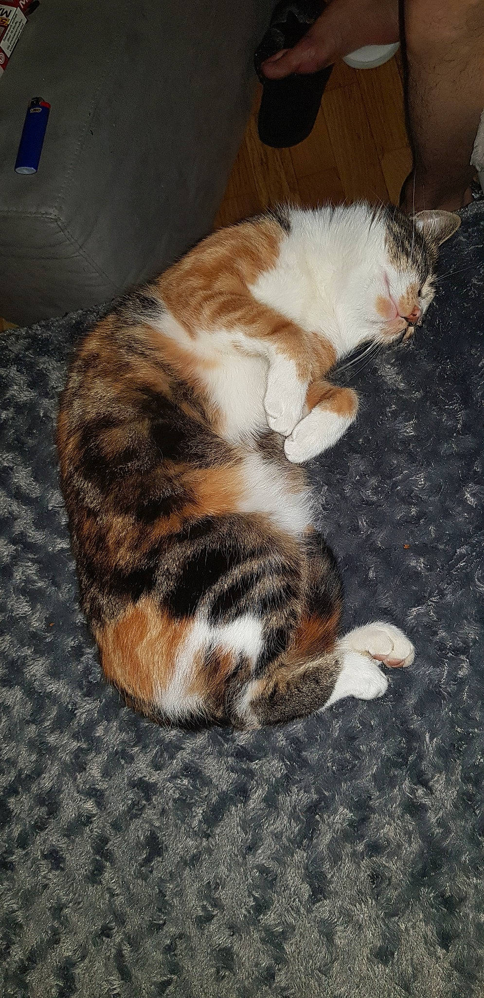 Cara participe au concours pour gagner de l'argent avec cette photo : carnivore, cat, cymric, domestic_short_haired_cat, european_shorthair, felidae, fur, mammal, paw, sleep, small_to_medium_sized_cats, tail, whiskers