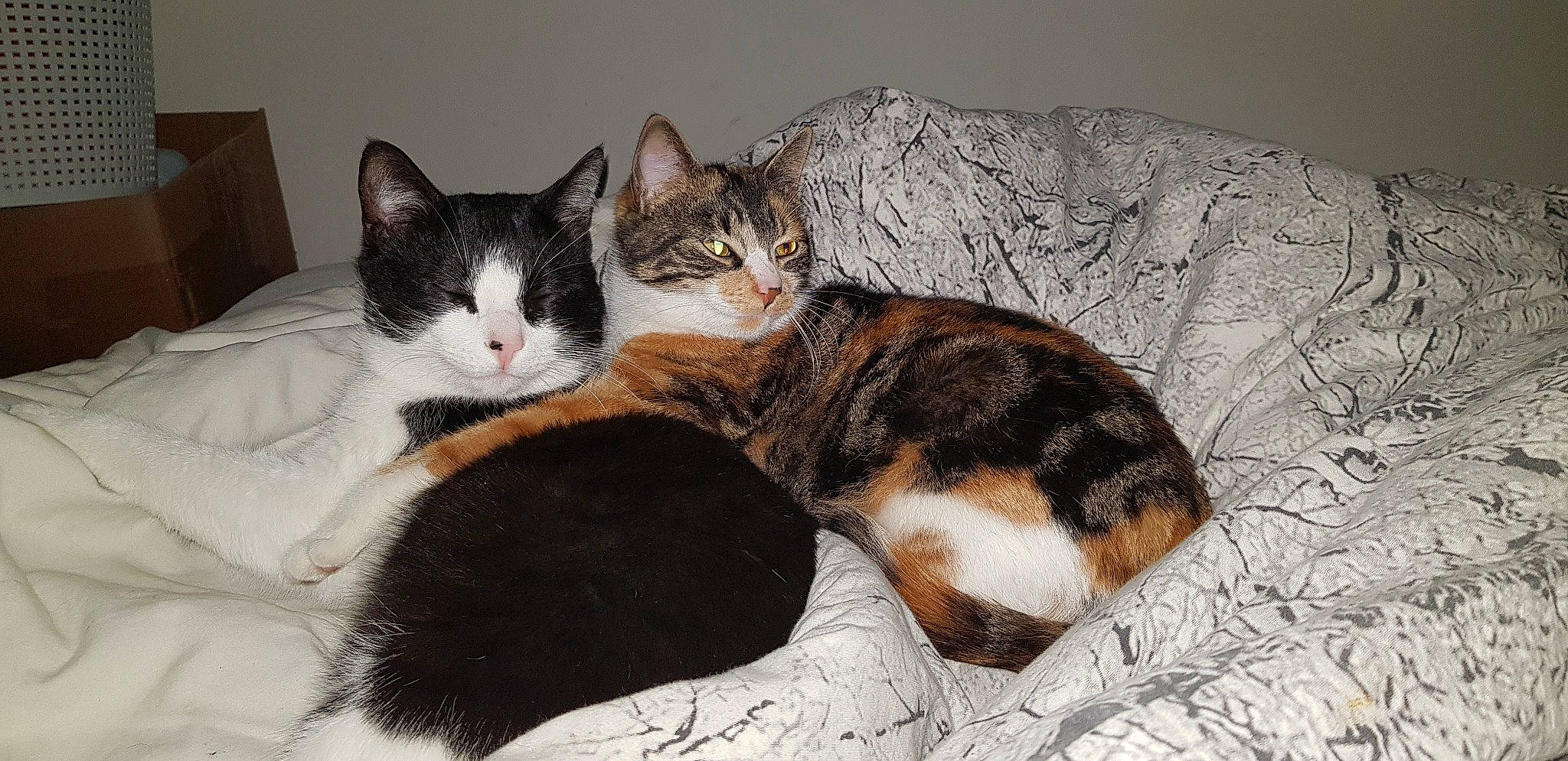 Cara participe au concours pour gagner de l'argent avec cette photo : aegean_cat, american_wirehair, carnivore, cat, cat_bed, domestic_short_haired_cat, european_shorthair, felidae, fur, german_rex, kitten, mammal, nap, polydactyl_cat, small_to_medium_sized_cats, tabby_cat, whiskers