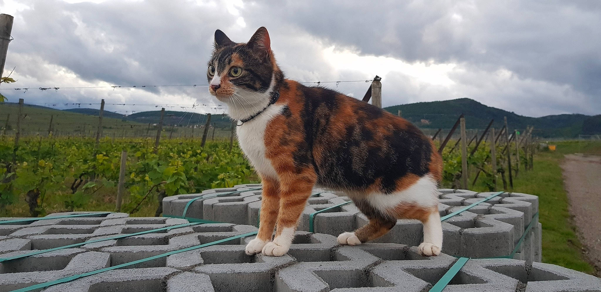 Cara participe au concours pour gagner de l'argent avec cette photo : aegean_cat, american_wirehair, carnivore, cat, cymric, domestic_short_haired_cat, electronic_device, european_shorthair, fawn, felidae, kurilian_bobtail, mammal, small_to_medium_sized_cats, tail, technology, vertebrate, whiskers