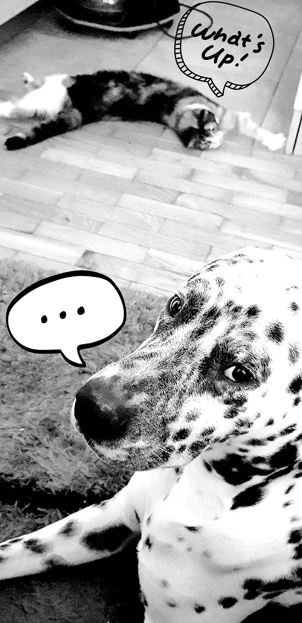 éros participe au concours pour gagner de l'argent avec cette photo : black_and_white, canidae, carnivore, dalmatian, dog, dog_breed, great_dane, head, illustration, monochrome, monochrome_photography, non_sporting_group, nose, photography, pointer, snout, sporting_group, stock_photography, style, white