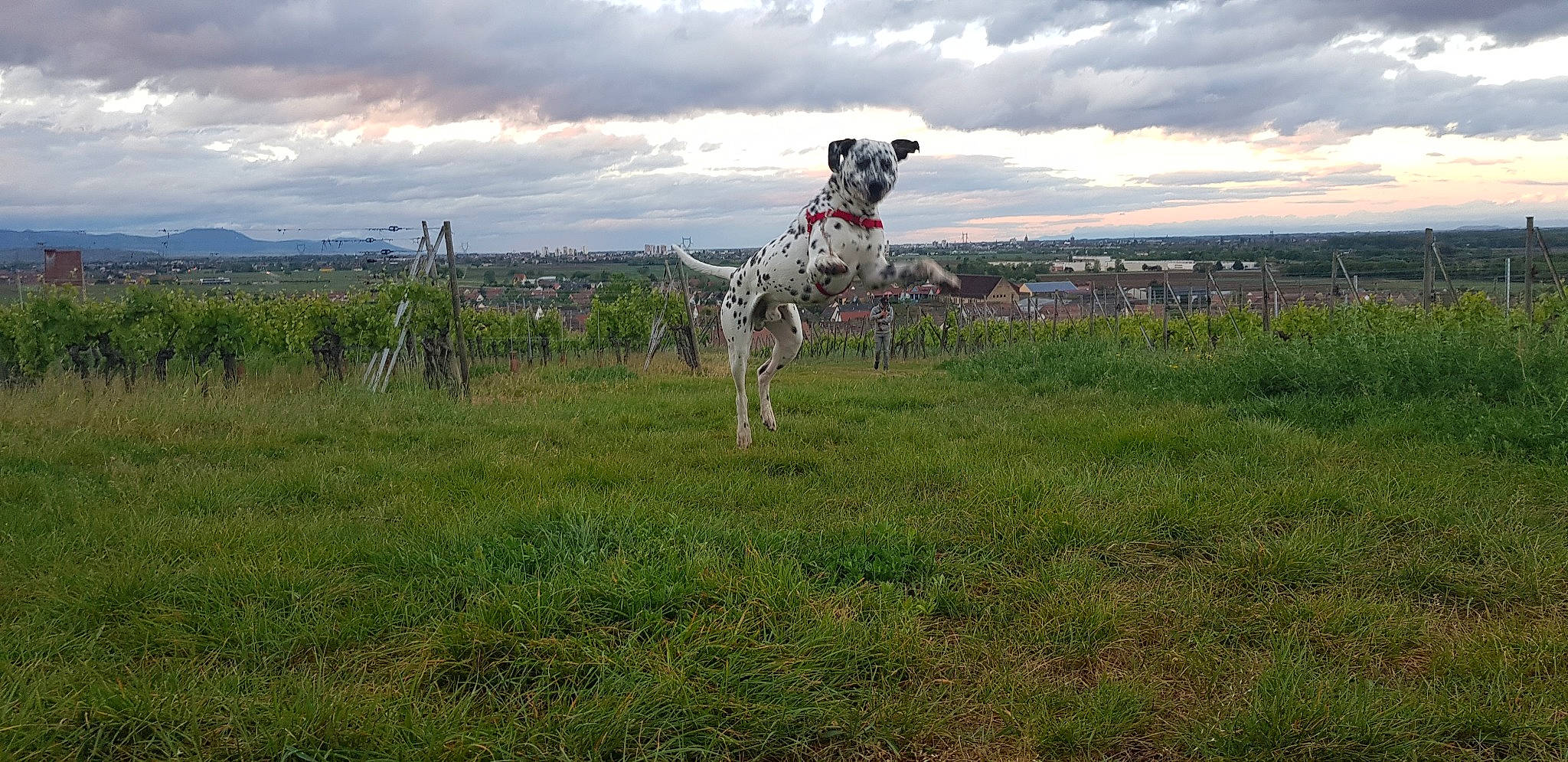 éros participe au concours pour gagner de l'argent avec cette photo : canidae, carnivore, dalmatian, dog, dog_breed, grassland, hill, hunting_dog, meadow, non_sporting_group, pasture, pointer, pointing_breed, savanna, sporting_group