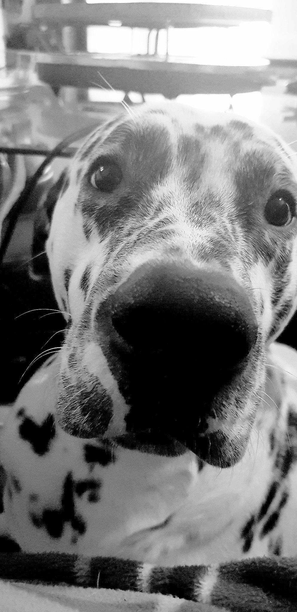 éros participe au concours pour gagner de l'argent avec cette photo : black_and_white, canidae, carnivore, close_up, dalmatian, dog, dog_breed, eye, great_dane, head, mammal, monochrome, non_sporting_group, nose, photography, snout, sporting_group, vertebrate, whiskers, white