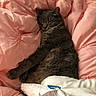 Einstein is registered to the contest to win money with this photo: cat, sleeping, gray_cat, bed, blanket, comforter, pink, white, cozy, indoor, fur, resting, pet, sleep, domestic_animal, soft, relaxation, cute, feline, warm
