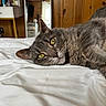 Einstein joined the competition — help win amazing prizes! cat, gray_cat, tabby, yellow_eyes, bed, white_bedspread, indoor, wood_paneling, mirror, furniture, curious, pet, animal, relaxed, close_up, lying_down, domestic_cat, whiskers, cozy, home