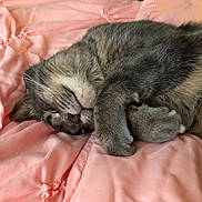 Einstein is registered to the contest to win money with this photo: cat, sleeping, gray_tabby, fur, whiskers, pink_quilt, soft, cozy, pet, resting, cute, animal, domestic_cat, feline, relaxed, bed, indoor, comfort, closeup, peaceful