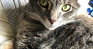 Einstein joined the competition — help win amazing prizes! cat, gray_tabby, green_eyes, close_up, pet, feline, fur, whiskers, bed, blanket, indoor, relaxed, animal, domestic_animal, portrait, resting, cozy, natural_light, cute, soft_texture