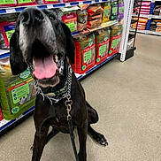 Hank is registered to the contest to win money with this photo: dog, black_dog, pet_store, pet_food, sitting, floor, leash, collar, open_mouth, tongue_out, shelves, packaged_food, indoor, retail, animal, canine, store_aisle, happy, excited, shopping