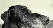 Hank joined the competition — help win amazing prizes! dog, black_dog, close_up, side_profile, indoor, collar, pet, canine, muzzle, gray_hair, furniture, couch, resting, calm, domestic_animal, portrait, animal, companion, face, looking_away