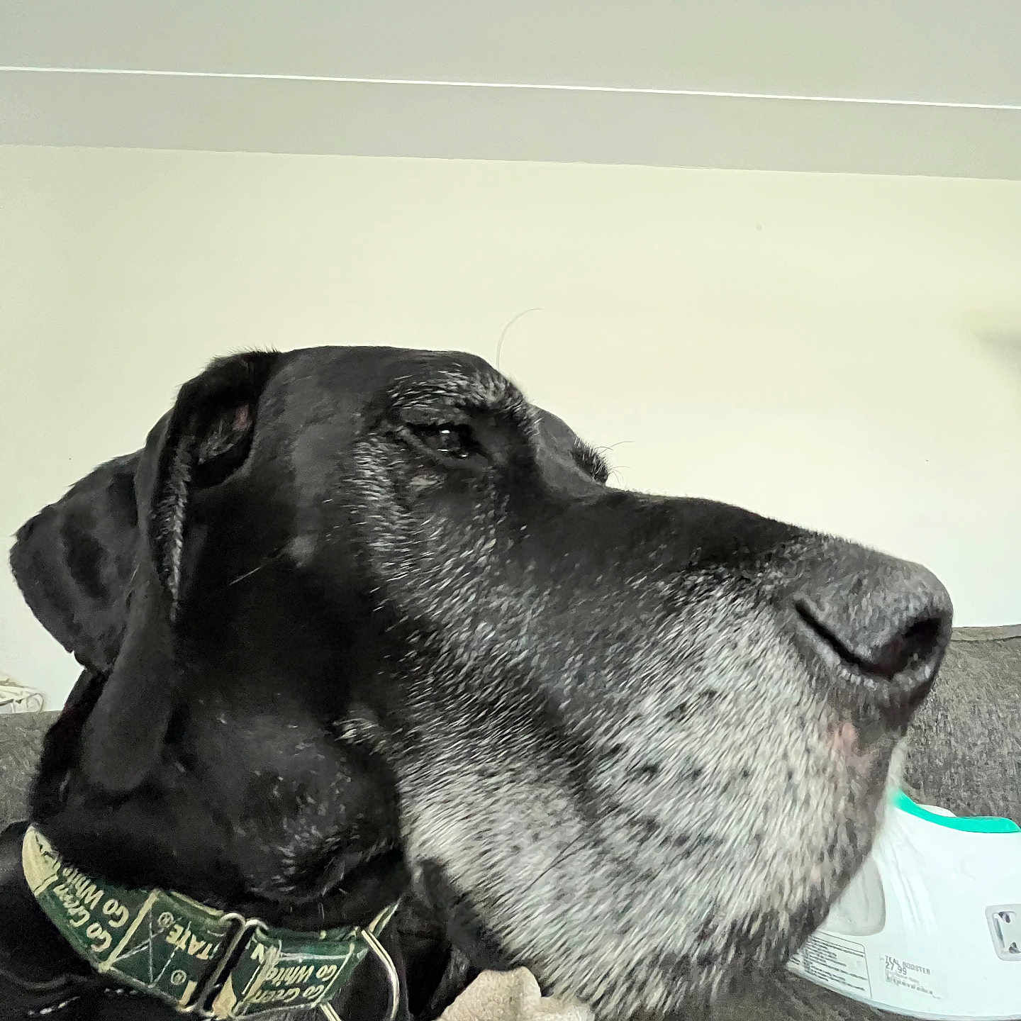Hank joined the competition — help win amazing prizes! dog, black_dog, close_up, side_profile, indoor, collar, pet, canine, muzzle, gray_hair, furniture, couch, resting, calm, domestic_animal, portrait, animal, companion, face, looking_away