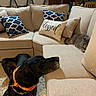 Hank joined the competition — help win amazing prizes! dog, black_dog, cat, grey_cat, couch, sectional_sofa, pillows, decorative_pillows, living_room, carpet, orange_bandana, pet, indoor, furniture, cozy, resting, looking, curious, home, relaxation