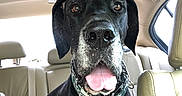 Hank is registered to the contest to win money with this photo: animal, black_dog, bright_light, canine, car_interior, chain, close_up, collar, dog, ears, friendly, head, inside_car, leather_seat, muzzle, pet, portrait, sitting, tongue_out, window