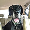 Hank is registered to the contest to win money with this photo: dog, black_dog, pet, animal, canine, inside_car, car_interior, leather_seat, tongue_out, collar, chain, window, head, ears, muzzle, sitting, bright_light, friendly, close_up, portrait