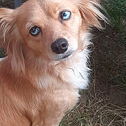Raya a rejoint le concours — aidez-le/la à gagner de superbes lots ! dog, golden_dog, pet, animal, fluffy, long_hair, brown_fur, white_chest, blue_eyes, pointed_ears, sitting, head_tilt, looking_at_camera, outdoors, grass, dry_grass, garden, portrait, close_up, curious