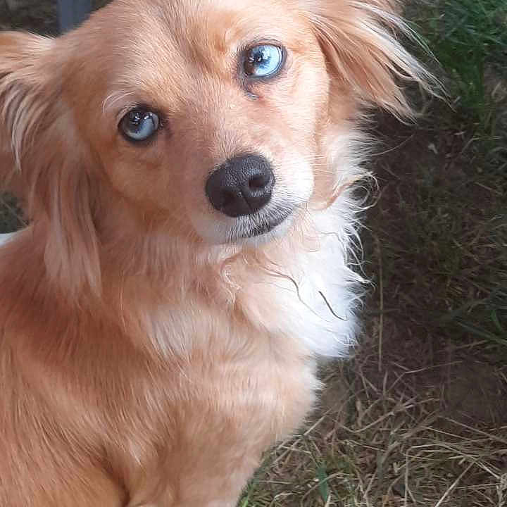 Raya