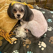 Oreo is registered to the contest to win money with this photo: blanket, cozy, curled_up, decorative_pillow, dog, ears, floor, flower_vase, fur, groomed, home, indoor, looking_at_camera, paw_print_blanket, pet, resting, small_dog, tail, tassels, yellow_bows