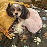 blanket, cozy, curled_up, decorative_pillow, dog, ears, floor, flower_vase, fur, groomed, home, indoor, looking_at_camera, paw_print_blanket, pet, resting, small_dog, tail, tassels, yellow_bows