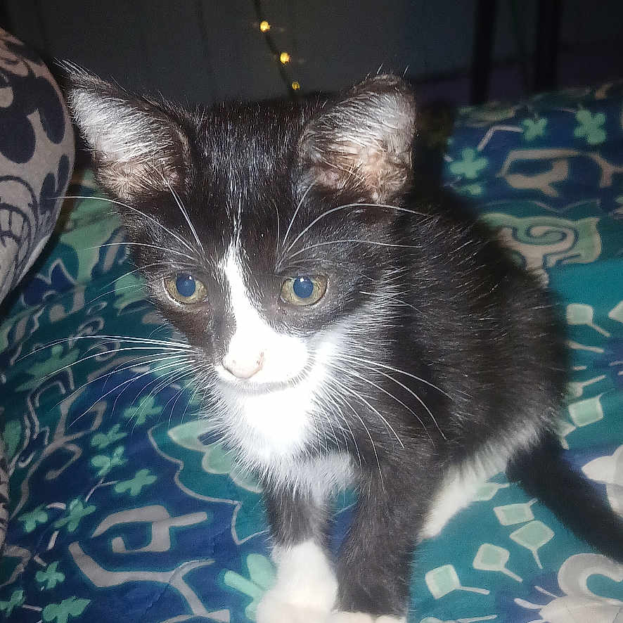 Ms.kitkitty joined the competition — help win amazing prizes! animal, bed, black_and_white, blanket, cat, cozy, curious, cute, fairy_lights, feline, fur, indoor, kitten, lights, night, pattern, pet, small, whiskers, young