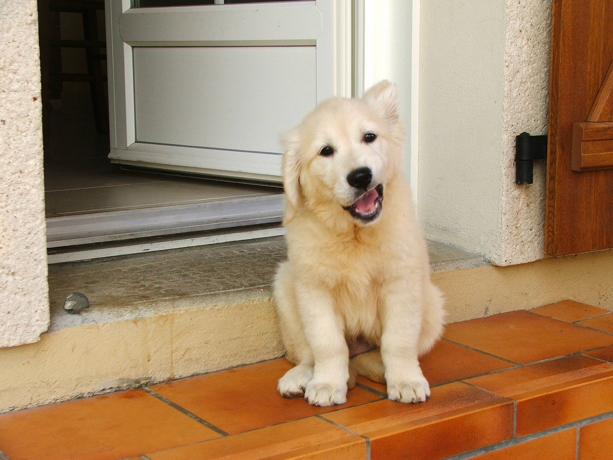 Eureka a rejoint le concours — aidez-le/la à gagner de superbes lots ! ancient_dog_breeds, canidae, carnivore, companion_dog, dog, dog_breed, door, fawn, floor, flooring, fur, hardwood, livestock_guardian_dog, polish_tatra_sheepdog, snout, sporting_group, tail, wood, working_animal, working_dog