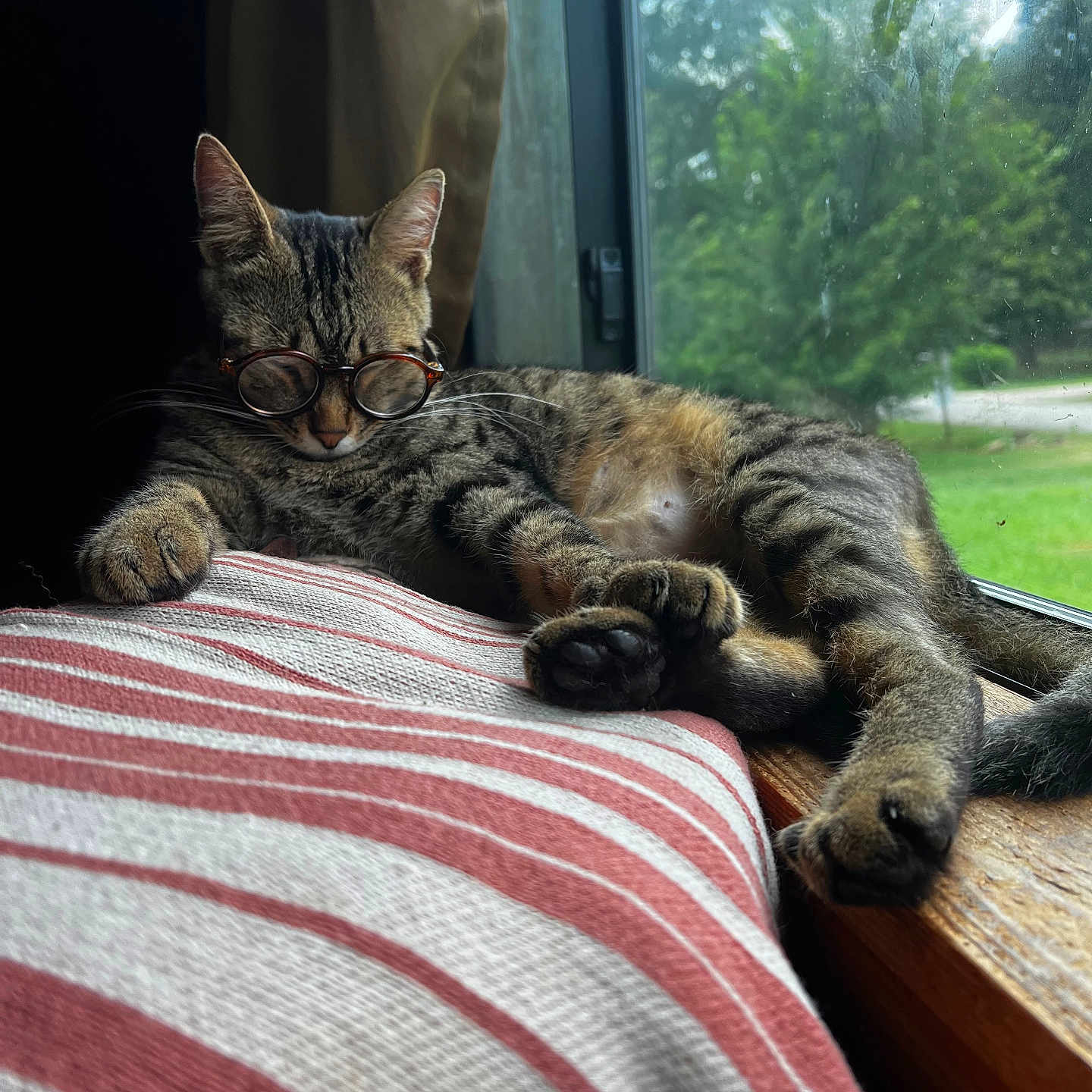 Cooper joined the competition — help win amazing prizes! animal, cat, closeup, cozy, curtain, daylight, fur, glasses, indoor, paw, pet, pillow, relaxed, resting, sleeping, striped, tabby, whiskers, window, wood