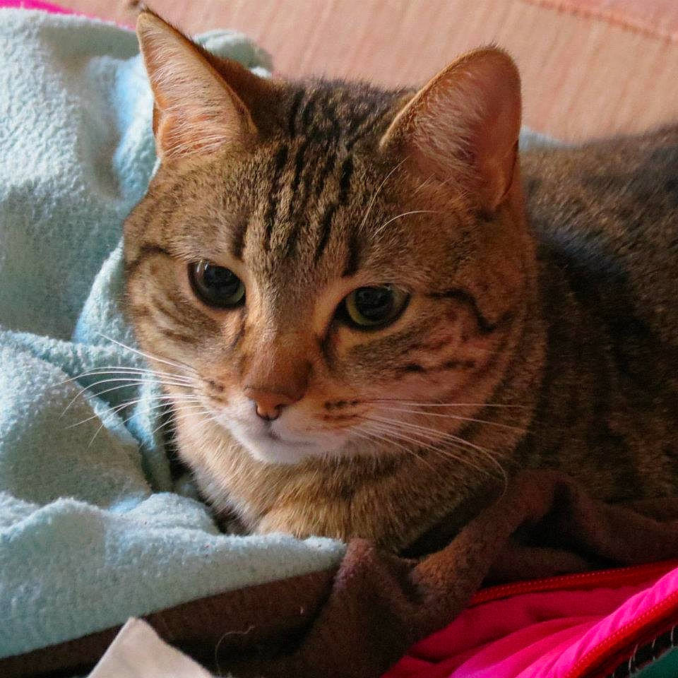 Eurêka participe au concours pour gagner de l'argent avec cette photo : american_shorthair, arabian_mau, asian, australian_mist, california_spangled, carnivore, cat, chausie, domestic_short_haired_cat, dragon_li, egyptian_mau, european_shorthair, felidae, mammal, ocicat, pixie_bob, small_to_medium_sized_cats, tabby_cat, vertebrate, whiskers