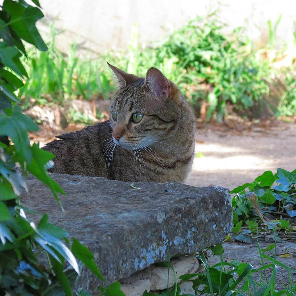 Eurêka participe au concours pour gagner de l'argent avec cette photo : aegean_cat, asian, bobcat, carnivore, cat, domestic_short_haired_cat, dragon_li, european_shorthair, fawn, felidae, grass, pixie_bob, plant, rusty_spotted_cat, small_to_medium_sized_cats, tabby_cat, tree, whiskers, wild_cat, wildlife