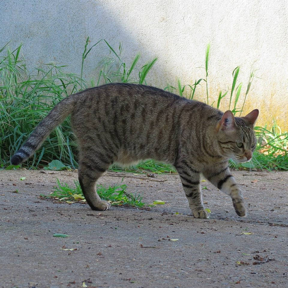 Eurêka a rejoint le concours — aidez-le/la à gagner de superbes lots ! arabian_mau, bengal, carnivore, cat, domestic_short_haired_cat, dragon_li, european_shorthair, felidae, grass, mammal, ocicat, small_to_medium_sized_cats, tabby_cat, tail, terrestrial_animal, toyger, vertebrate, whiskers, wild_cat, wildlife