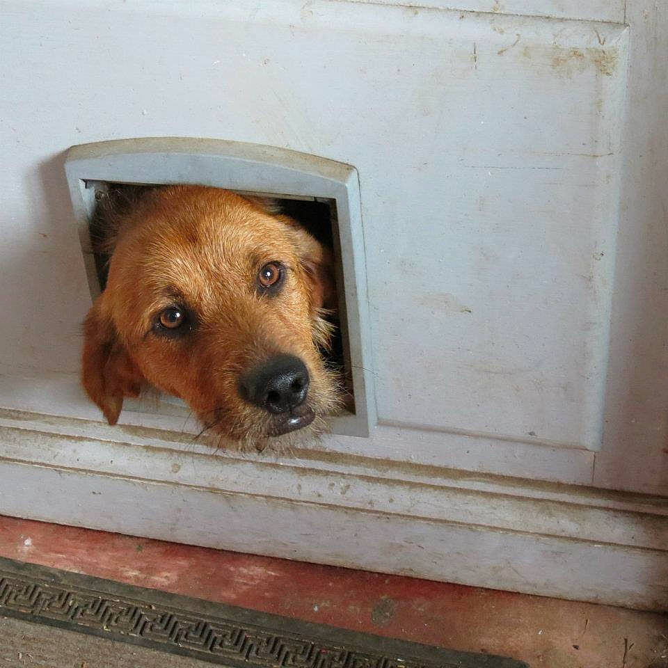 Pagaille participe au concours pour gagner de l'argent avec cette photo : canidae, carnivore, companion_dog, dog, dog_breed, fawn, golden_retriever, nose, snout, sporting_group, street_dog