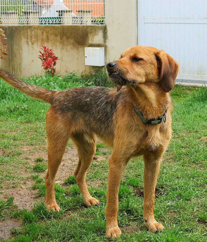 Pagaille a rejoint le concours — aidez-le/la à gagner de superbes lots ! basset_fauve_de_bretagne, bosnian_coarse_haired_hound, canidae, carnivore, companion_dog, dog, dog_breed, hound, hunting_dog, mammal, otterhound, rare_breed_dog, sporting_group, styrian_coarse_haired_hound, vertebrate