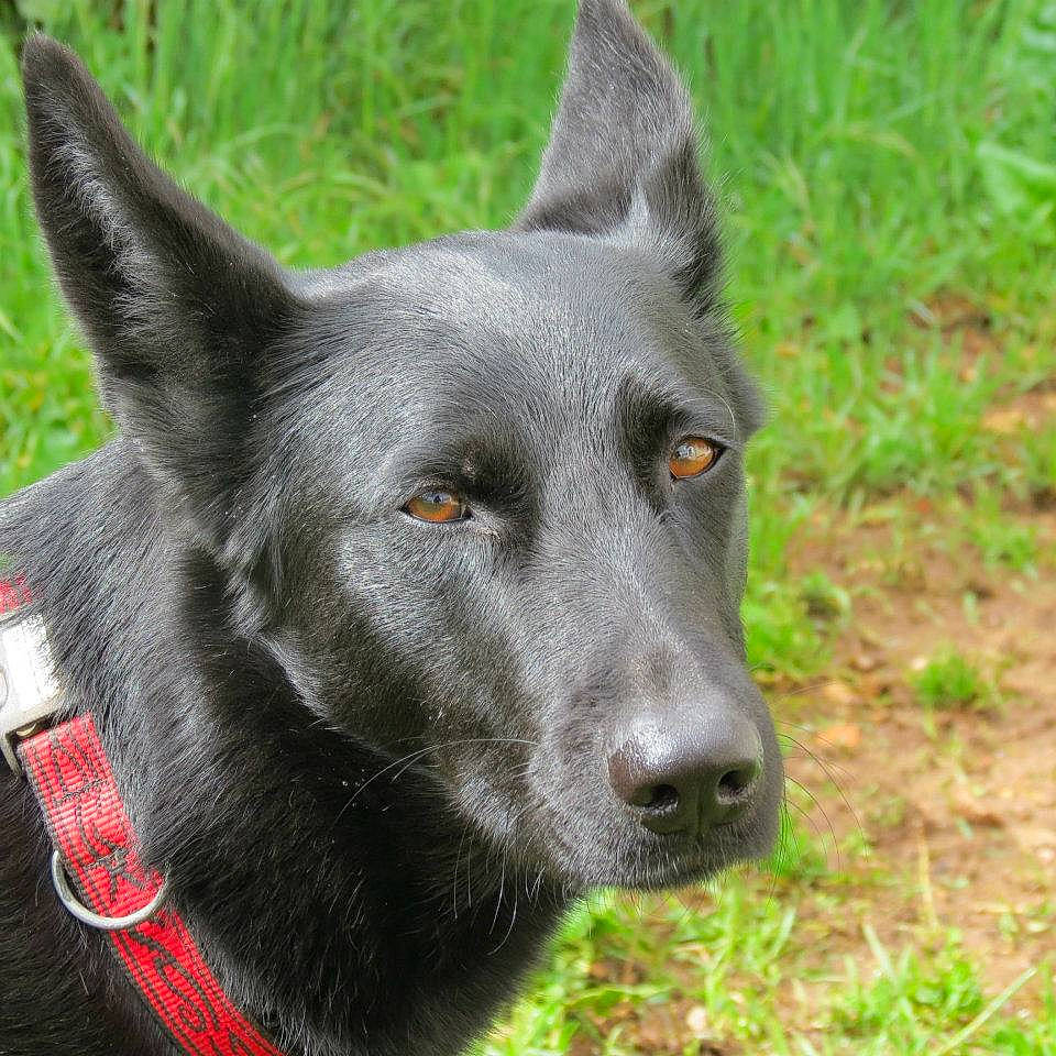 Eva a rejoint le concours — aidez-le/la à gagner de superbes lots ! belgian_shepherd, black_norwegian_elkhound, canidae, carnivore, dog, dog_breed, formosan_mountain_dog, kunming_wolfdog, mammal, rare_breed_dog, shiloh_shepherd_dog, snout, vertebrate