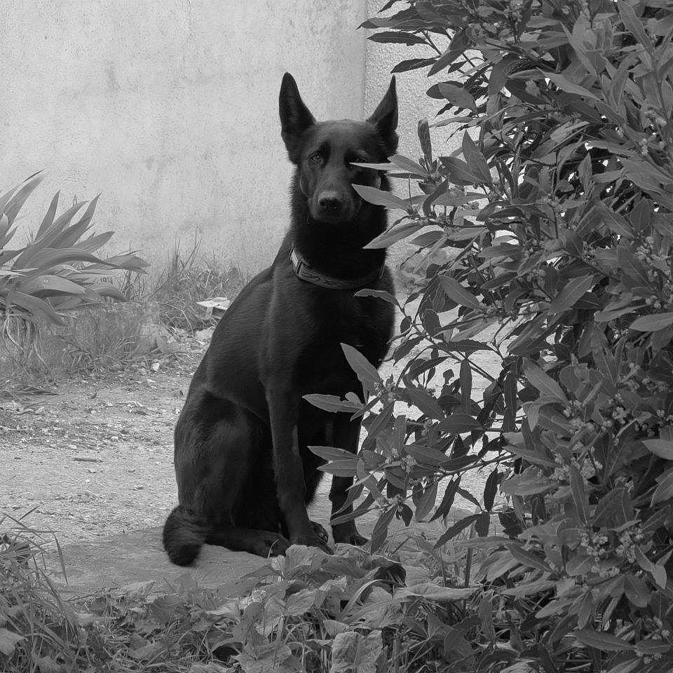 Eva participe au concours pour gagner de l'argent avec cette photo : black_and_white, canidae, carnivore, dog, dog_breed