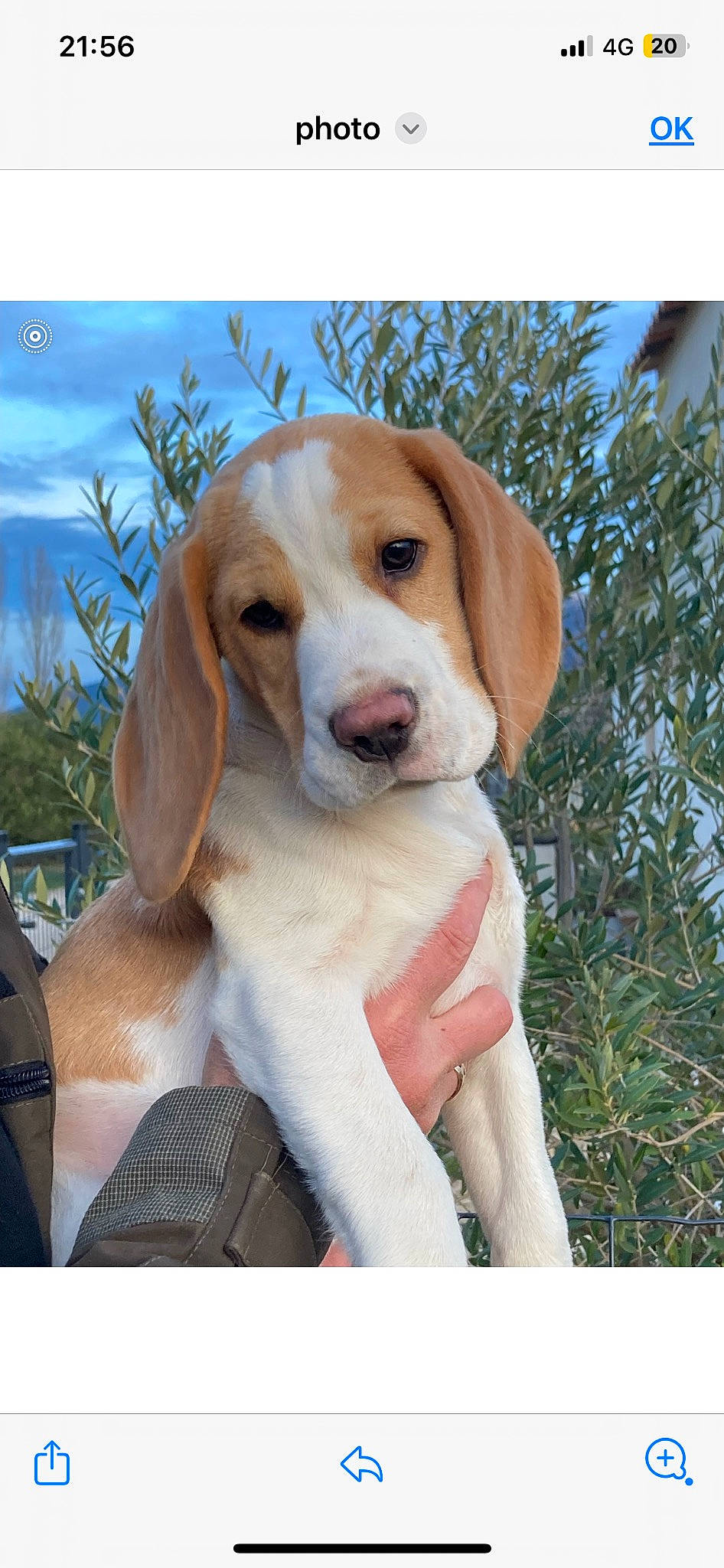 Dumbo a rejoint le concours — aidez-le/la à gagner de superbes lots ! canidae, carnivore, collar, companion_dog, dog, dog_breed, dog_supply, fawn, fur, hound, hunting_dog, liver, plant, sky, snout, sporting_group, working_animal