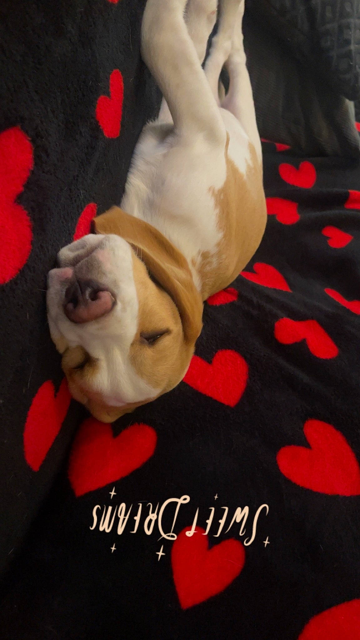 Dumbo participe au concours pour gagner de l'argent avec cette photo : bulldog, canidae, carmine, carnivore, comfort, companion_dog, dog, dog_breed, dog_supply, event, fawn, font, fur, linens, photo_caption, red, snout, tail, toy_dog, working_animal