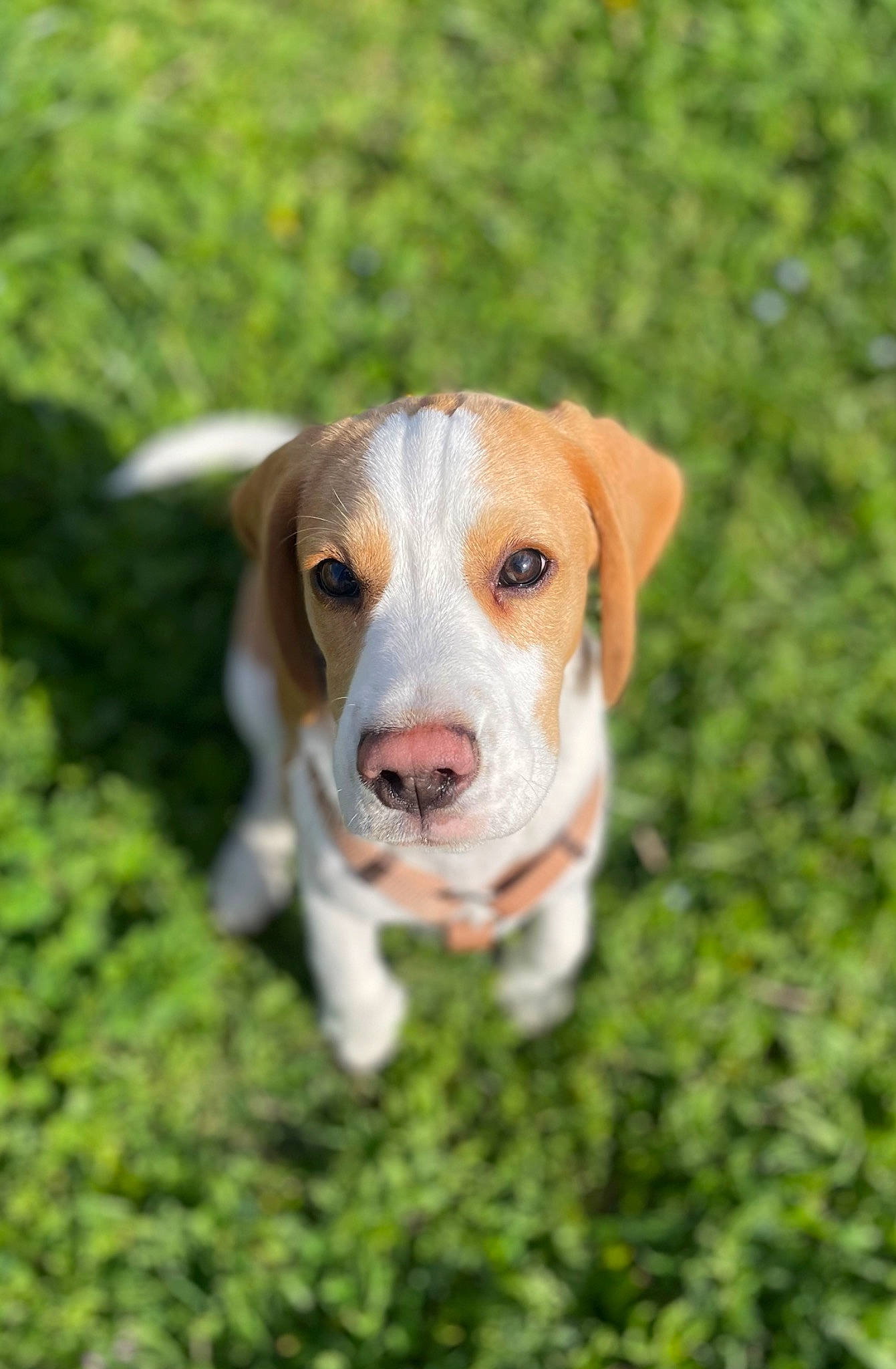 Dumbo participe au concours pour gagner de l'argent avec cette photo : ball, companion_dog, dog, dog_breed, grass, groundcover, hound, plant, whiskers, working_animal