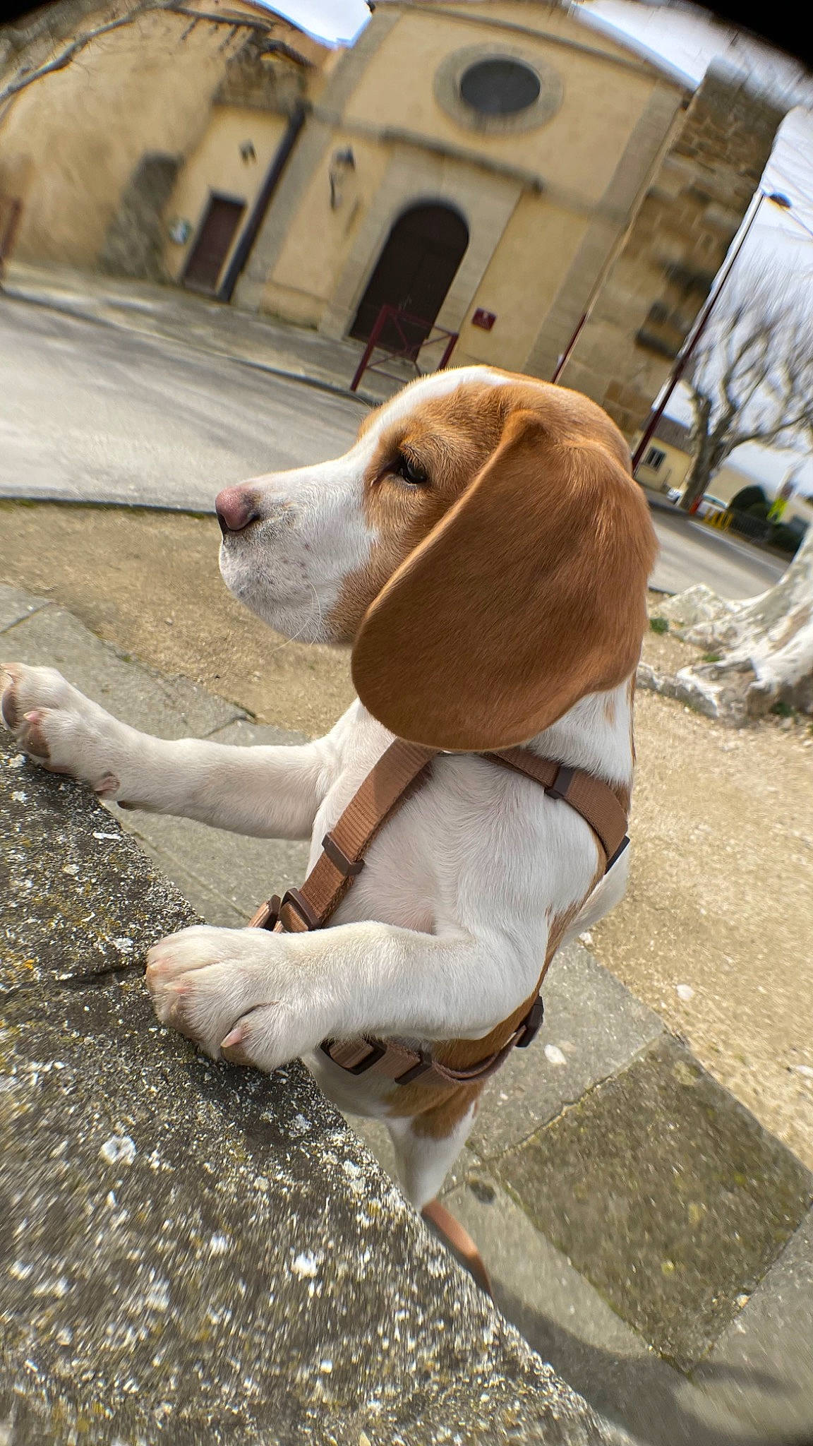 Dumbo participe au concours pour gagner de l'argent avec cette photo : asphalt, carnivore, collar, companion_dog, dog, dog_breed, dog_collar, dog_supply, fawn, fur, leash, liver, pet_supply, road_surface, scent_hound, sidewalk, snout, sporting_group, tail, working_animal