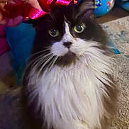 Kadie is registered to the contest to win money with this photo: cat, feline, pet, black_and_white, long_hair, whiskers, gift_bow, red_bow, hand, toy_ball, carpet, indoor, portrait, close_up, eyes, fur, floor, human_hand, cute, unimpressed_expression