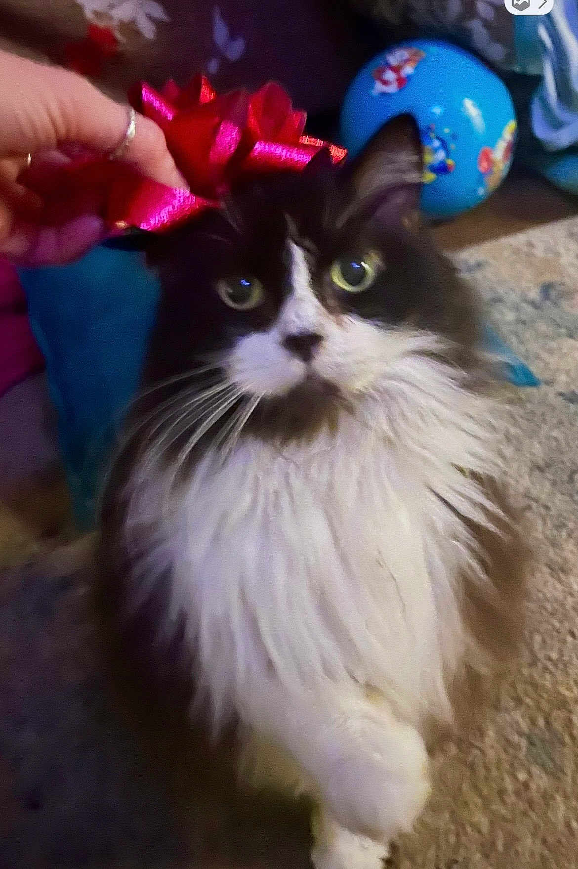 Kadie is registered to the contest to win money with this photo: cat, feline, pet, black_and_white, long_hair, whiskers, gift_bow, red_bow, hand, toy_ball, carpet, indoor, portrait, close_up, eyes, fur, floor, human_hand, cute, unimpressed_expression