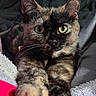 cat, tortoiseshell, close_up, paw, stretching, feline, whiskers, eyes, fur, pet, indoor, blanket, cozy, relaxing, animal, cute, portrait, soft_texture, collar, focus