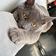 Everest participe au concours pour gagner de l'argent avec cette photo : cat, gray_cat, pet, animal, close_up, amber_eyes, paw, soft_surface, indoor, relaxed, cute, feline, whiskers, ears, curious, domestic_animal, fur, portrait, resting, cozy