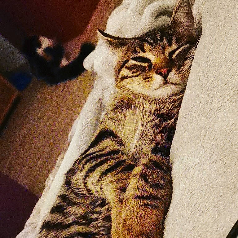 Tigri a rejoint le concours — aidez-le/la à gagner de superbes lots ! american_shorthair, american_wirehair, asian, california_spangled, carnivore, cat, domestic_short_haired_cat, dragon_li, european_shorthair, felidae, fur, kitten, mammal, pixie_bob, small_to_medium_sized_cats, sokoke, tabby_cat, toyger, whiskers, wildlife