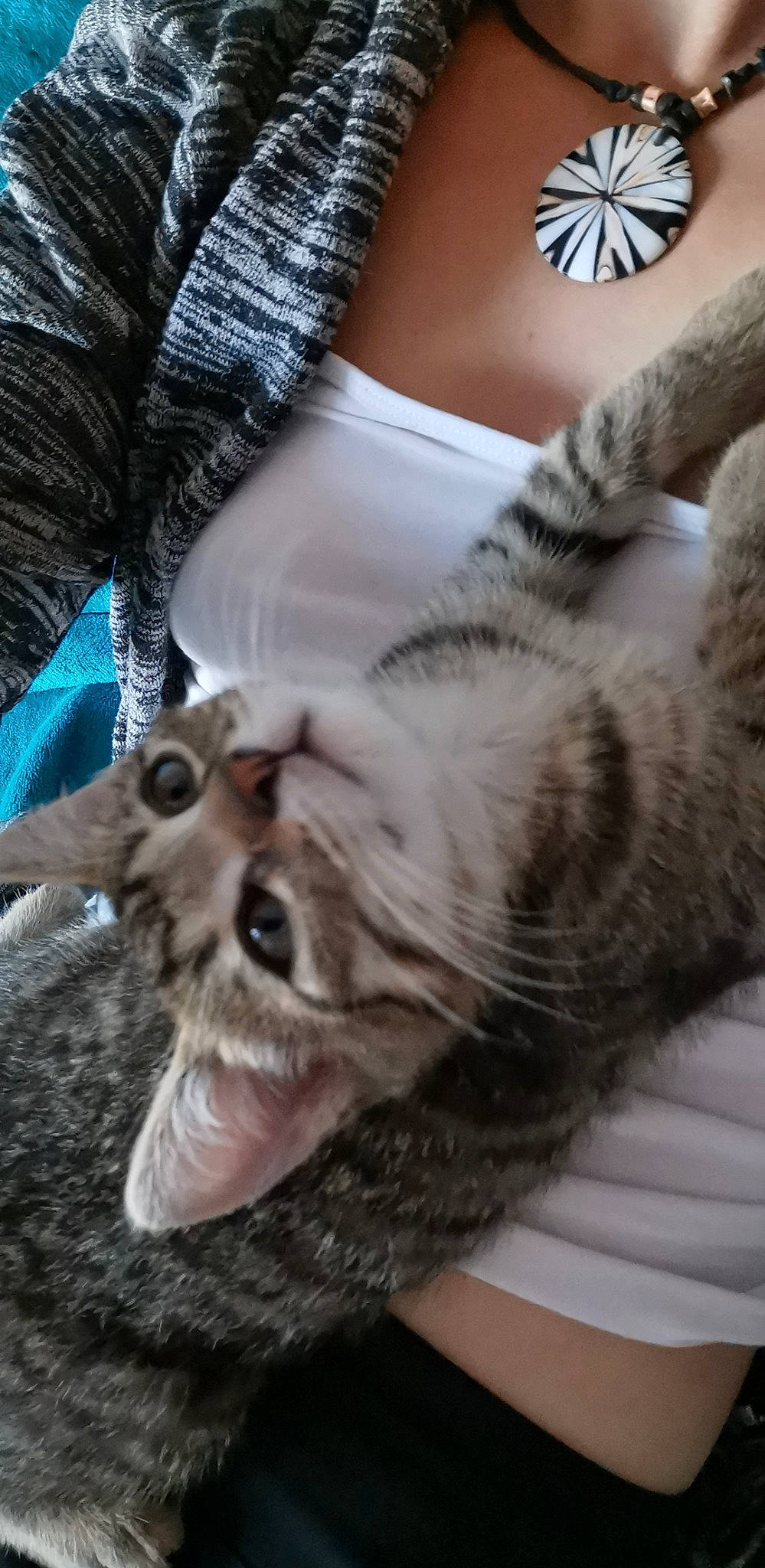 Tigri participe au concours pour gagner de l'argent avec cette photo : american_shorthair, asian, carnivore, cat, claw, domestic_short_haired_cat, dragon_li, european_shorthair, felidae, fur, kitten, mammal, munchkin, paw, photo_caption, pixie_bob, small_to_medium_sized_cats, snout, tabby_cat, whiskers