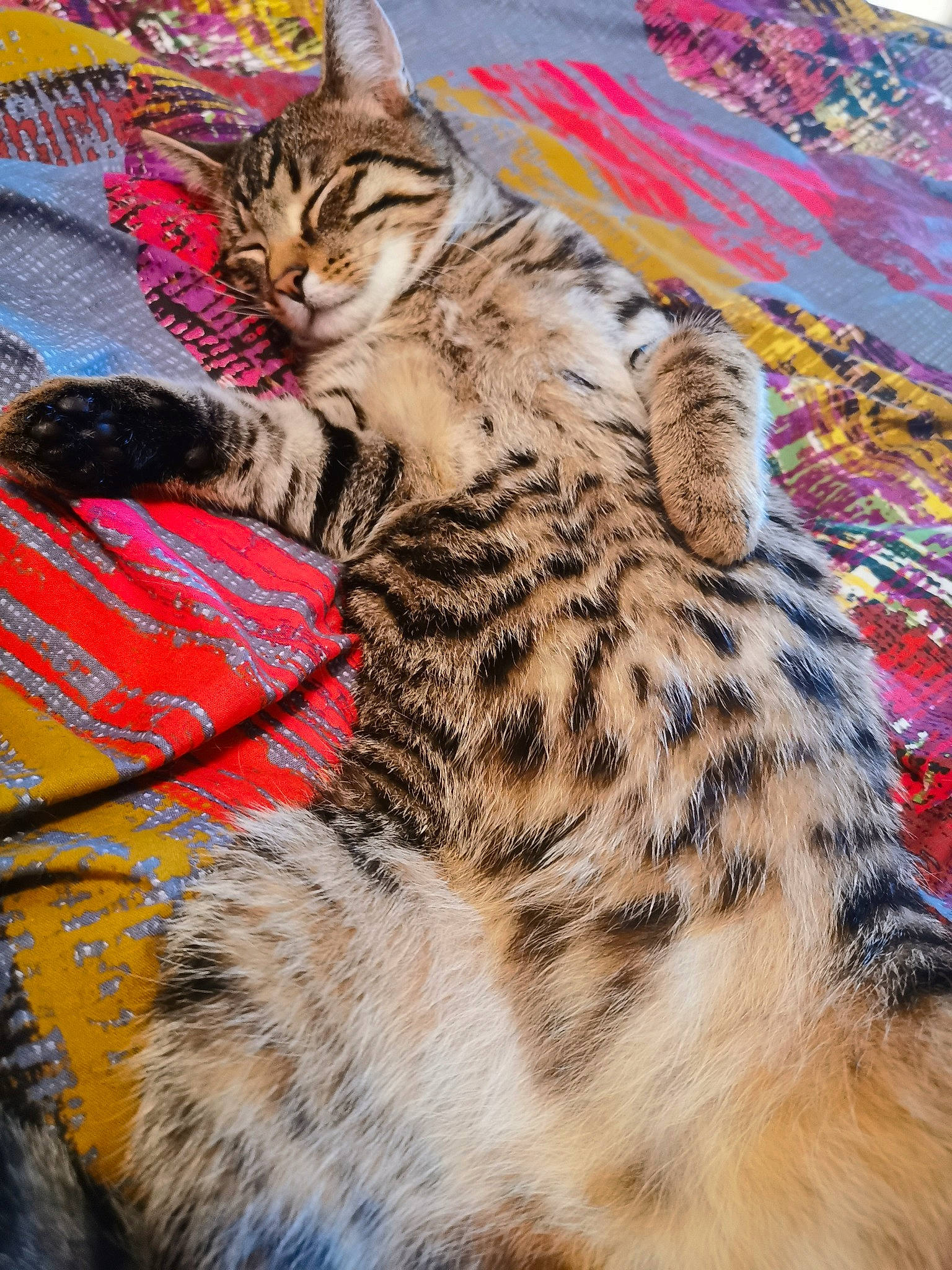 Tigri participe au concours pour gagner de l'argent avec cette photo : american_shorthair, asian, bengal, california_spangled, carnivore, cat, dragon_li, egyptian_mau, european_shorthair, felidae, fur, kitten, mammal, small_to_medium_sized_cats, tabby_cat, textile, toyger, vertebrate, whiskers, wild_cat