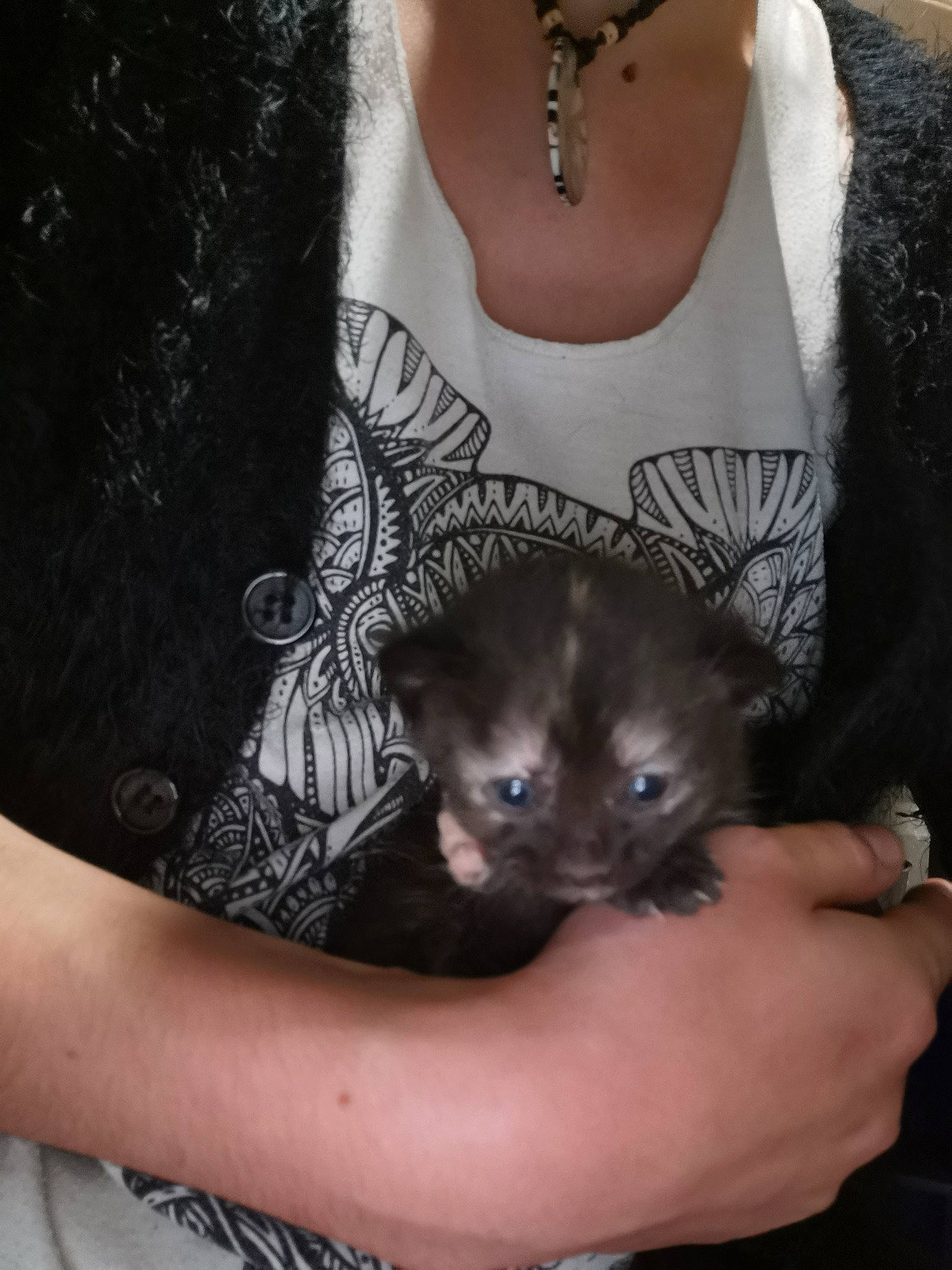 Queen a rejoint le concours — aidez-le/la à gagner de superbes lots ! carnivore, child, ear, fawn, fur, hand, marsupial, neck, puppy, skin, whiskers