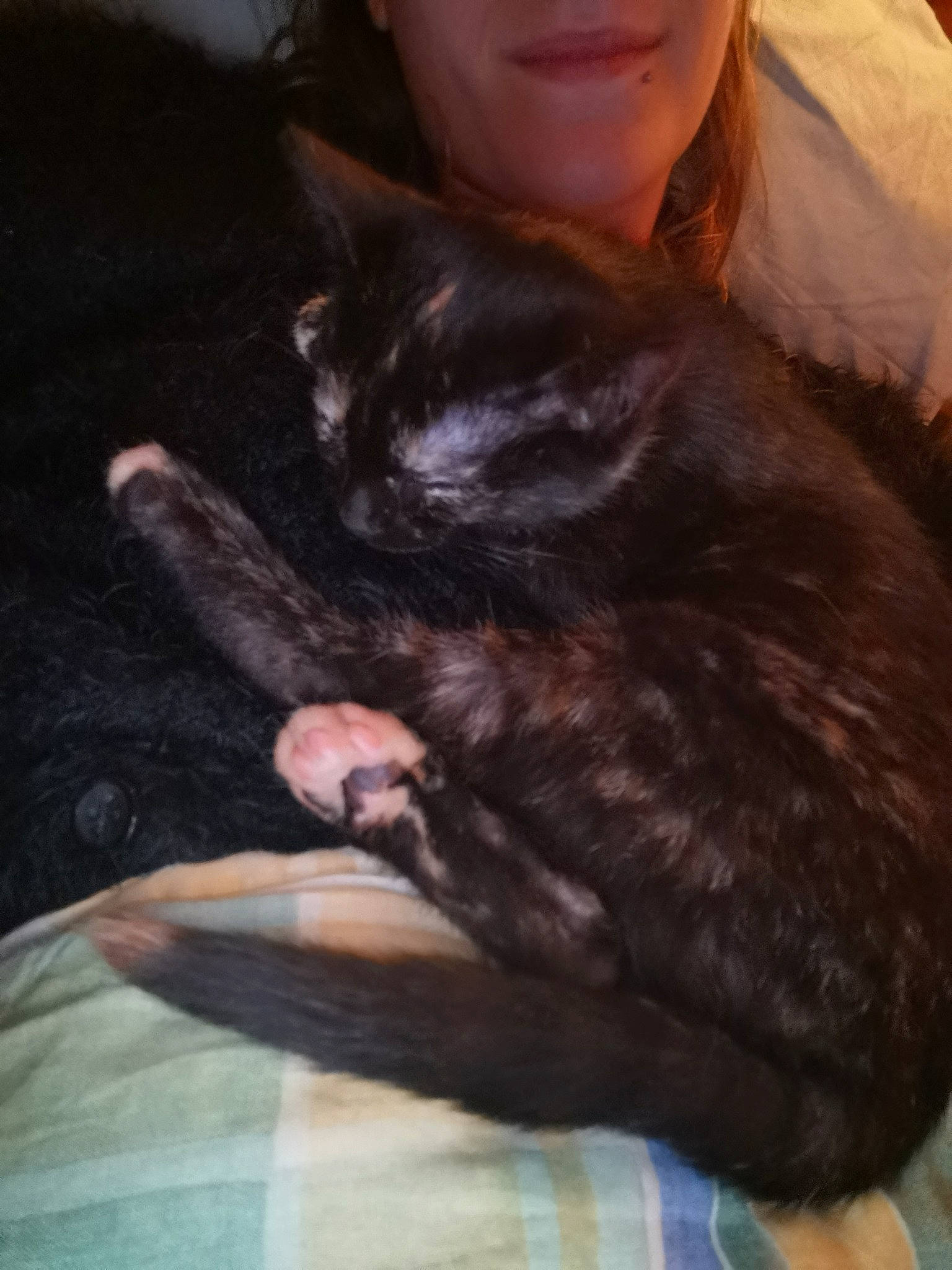 Queen a rejoint le concours — aidez-le/la à gagner de superbes lots ! black_cat, bombay, carnivore, cat, claw, domestic_short_haired_cat, ear, fawn, felidae, fur, german_rex, hand, small_to_medium_sized_cats, tail, whiskers