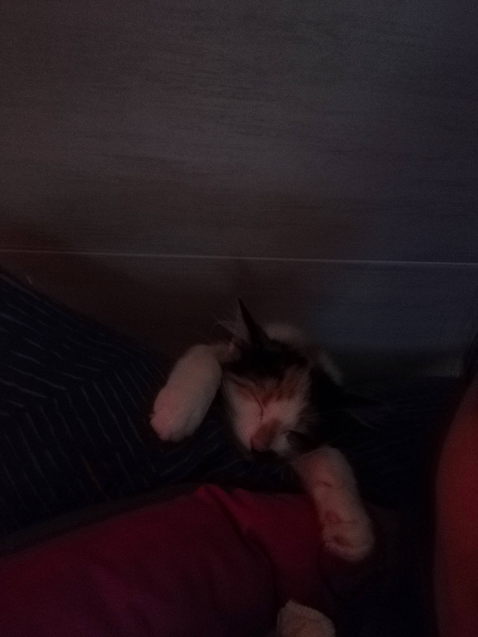 Mew participe au concours pour gagner de l'argent avec cette photo : black, carnivore, cat, darkness, ear, eye, fawn, felidae, finger, hand, kitten, leg, mouth, night, nose, organ, sky, small_to_medium_sized_cats, tail, whiskers