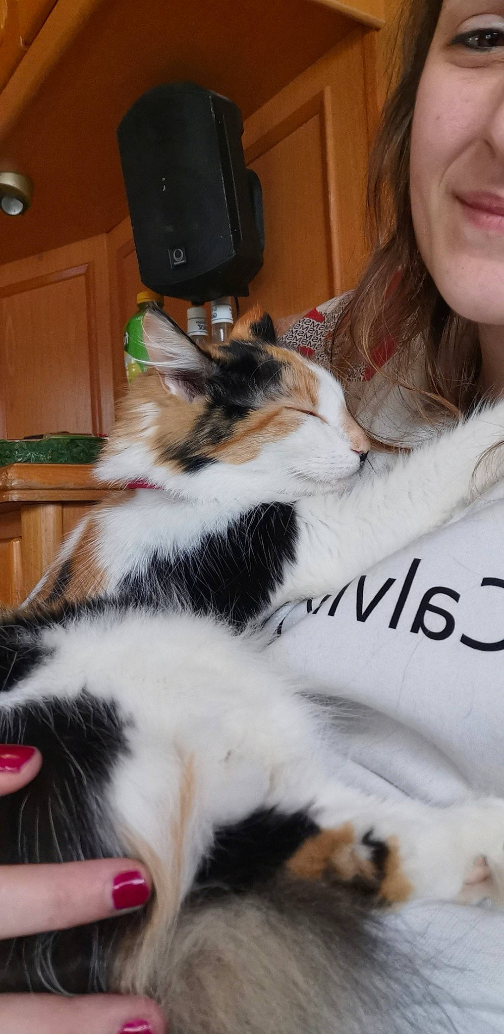 Mew participe au concours pour gagner de l'argent avec cette photo : carnivore, cat, domestic_long_haired_cat, ear, felidae, fur, kitten, norwegian_forest_cat, photography, ragamuffin, small_to_medium_sized_cats, whiskers