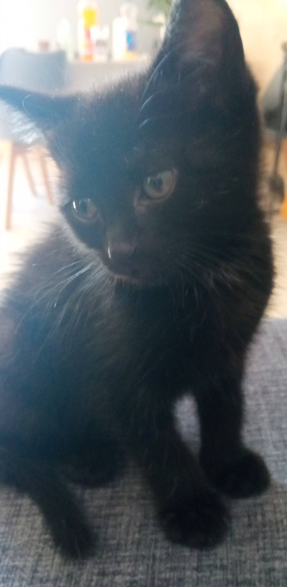 Zuma a rejoint le concours — aidez-le/la à gagner de superbes lots ! black_cat, carnivore, cat, electric_blue, felidae, fur, small_to_medium_sized_cats, snout, tail, terrestrial_animal, tints_and_shades, whiskers, window