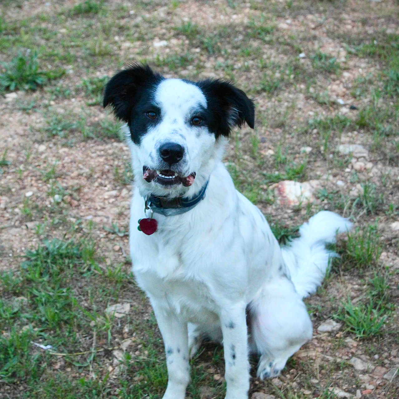 Cash is registered to the contest to win money with this photo: accessories, animal, ball, canine, dalmatian, dog, football, grass, hound, outdoors, pet, plant, pointer, puppy, soccer, soccerball, soil, sport, strap, whitedog
